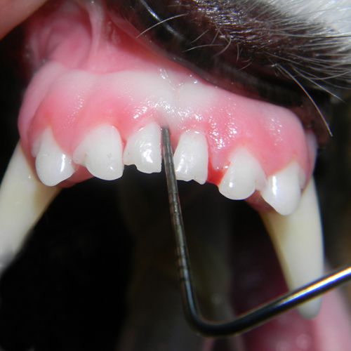 The Qualified Standard Preventive Dental Cleaning for Dogs | Qualified ...