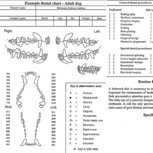 Printable Canine Dental Chart Printable Templates