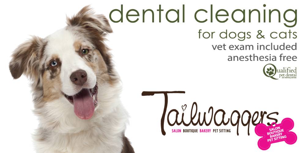Dog Teeth Cleaning in Fresno Qualified Pet Dental