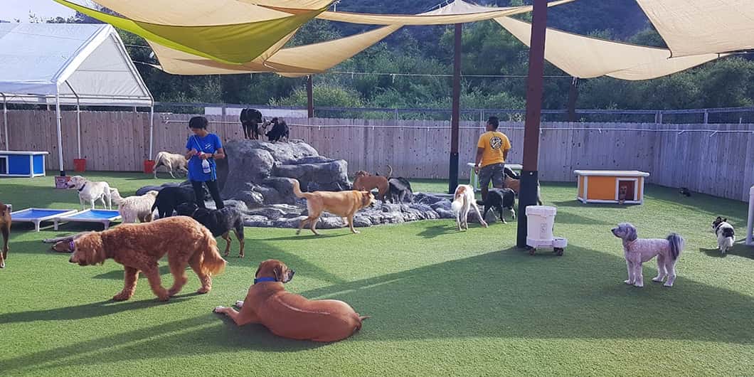Outdoor play area at Camp Run-A-Mutt in Sorrento Valley, California, host of Qualified Pet Dental dog teeth cleaning clinics.
