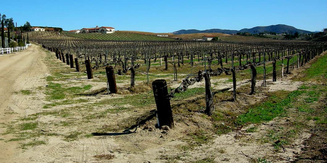 A vineyard in Temecula, California