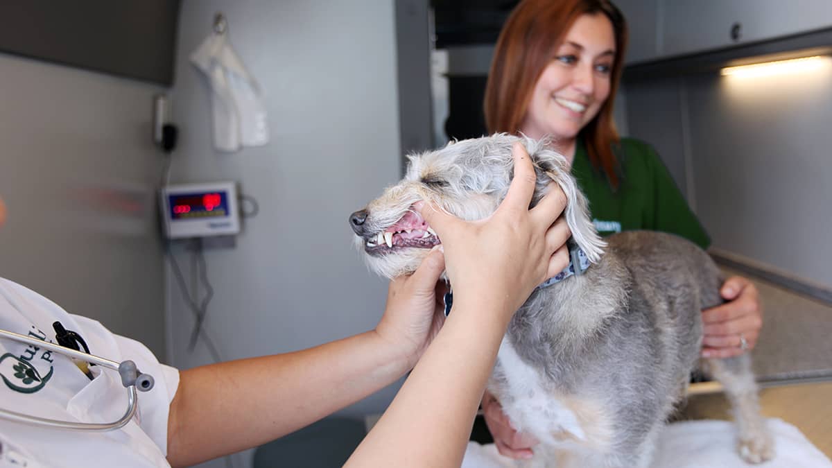 Dog-Dental-Cleaning-Oral-Check